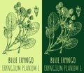 Vector drawings BLUE ERYNGO. Hand drawn illustration. Latin name ERYNGIUM PLANUM L