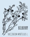 Vector drawings of blueberries. Hand drawn illustration. Latin name Vaccinium myrtillus L Royalty Free Stock Photo