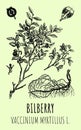 Vector drawings of blueberries. Hand drawn illustration. Latin name Vaccinium myrtillus L Royalty Free Stock Photo