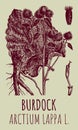 Vector drawings of BURDOCK. Hand drawn illustration. Latin name ARCTIUM LAPPA L