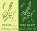 Vector drawings BUTTER-AND-EGGS. Hand drawn illustration. Latin name LINARIA VULGARIS MILL