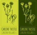 Vector drawings CARLINE THISTLE. Hand drawn illustration. Latin name CARLINA VULGARIS L