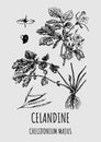 Vector drawings of CELANDINE. Hand drawn illustration. Latin name CHELIDONIUM MAJUS