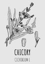 Vector drawings of CHICORY. Hand drawn illustration. Latin name CICHORIUM L