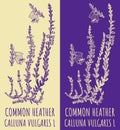 Vector drawings COMMON HEATHER. Hand drawn illustration. Latin name CALLUNA VULGARIS L