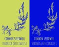 Vector drawings COMMON SPEEDWELL. Hand drawn illustration. Latin name VERONICA OFFICINALIS L