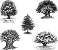 Vector drawings of different trees Royalty Free Stock Photo