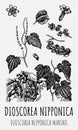 Vector drawings of DIOSCOREA NIPPONICA. Hand drawn illustration. Latin name DIOSCOREA NIPPONICA MAKINO