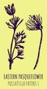 Vector drawings EASTERN PASQUEFLOWER. Hand drawn illustration. Latin name PULSATILLA PATENS L