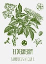 Vector drawings of elderberry. Hand drawn illustration. Latin name Sambucus nigra