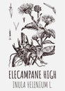 Vector drawings of Elecampane high. Hand drawn illustration. Latin name INULA HELENIUM L