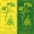Vector drawings ELFDOCK. Hand drawn illustration. Latin name INULA HELENIUM L Royalty Free Stock Photo
