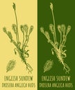 Vector drawings ENGLISH SUNDEW. Hand drawn illustration. Latin name DROSERA ANGLICA HUDS