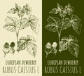 Vector drawings EUROPEAN DEWBERRY. Hand drawn illustration. Latin name RUBUS CAESIUS L