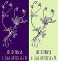 Vector drawings FIELD PANSY. Hand drawn illustration. Latin name VIOLA ARVENSIS M