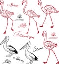 A group of drawn flamingos and pelicans