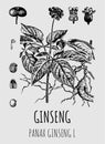 Vector drawings ginseng. Hand drawn illustration. Latin name PANAX GINSENG L