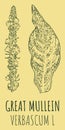 Vector drawings GREAT MULLEIN. Hand drawn illustration. Latin name VERBASCUM L