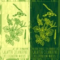 Vector drawings GREATER CELANDINE. Hand drawn illustration. Latin name CHELIDONIUM MAJUS L