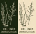 Vector drawings HEATH CUDWEED. Hand drawn illustration. Latin name GNAPHALIUM SYLVATICUM L