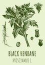 Vector drawings of henbane. Hand drawn illustration. Latin name Hyoscyamus