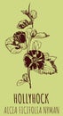 Vector drawings HOLLYHOCK. Hand drawn illustration. Latin name ALCEA FICIFOLIA