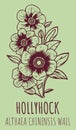 Vector drawings HOLLYHOCK. Hand drawn illustration. Latin name ALTHAEA CHINENSIS