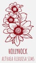 Vector drawings HOLLYHOCK. Hand drawn illustration. Latin name ALTHAEA FLEXUOSA