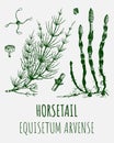 Vector drawings of HORSETAIL. Hand drawn illustration. Latin name Equisetum arvense