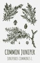 Vector drawings juniper. Hand drawn illustration. Latin name JUNIPERUS COMMUNIS L