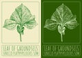 Vector drawings LEAF OF GROUNDSELS. Hand drawn illustration. Latin name SENECIO PLATYPHYLLOIDES SOM