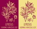 Vector drawings LEPROSUS. Hand drawn illustration. Latin name EUONYMUS VERRUCOSUS L