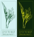 Vector drawings LILY OF THE VALLEY. Hand drawn illustration. Latin name CONVALLARIA MAJALIS L Royalty Free Stock Photo