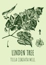 Vector drawings LINDEN TREE. Hand drawn illustration. Latin name TILIA CORDATA MILL Royalty Free Stock Photo