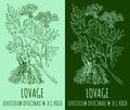 Vector drawings LOVAGE. Hand drawn illustration. Latin name LEVISTICUM OFFICINALE W.D.J.KOCH