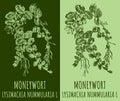 Vector drawings MONEYWORT. Hand drawn illustration. Latin name LYSIMACHIA NUMMULARIA L