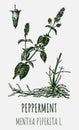 Vector drawings of peppermint. Hand drawn illustration. Latin name MENTHA PIPERITA L