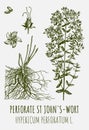 Vector drawings of Perforate St John\'s-wort. Hand drawn illustration. Latin name HYPERICUM PERFORATUM