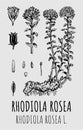 Vector drawings of Rhodiola rosea. Hand drawn illustration. Latin name RHODIOLA ROSEA L