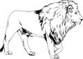 Vector drawings sketches different predator , tigers, lions ,cheetahs and leopards are drawn in ink by hand Royalty Free Stock Photo