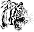 Vector drawings sketches different predator , tigers, lions ,cheetahs and leopards are drawn in ink by hand Royalty Free Stock Photo