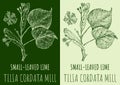 Vector drawings SMALL-LEAVED LIME. Hand drawn illustration. Latin name TILIA CORDATA MILL