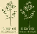 Vector drawings St. Johns wort. Hand drawn illustration. Latin name Hypericum L