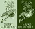 Vector drawings STARFLOWER. Hand drawn illustration. Latin name BORAGO OFFICINALIS L