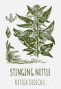 Vector drawings of STINGING NETTLE. Hand drawn illustration. Latin name URTICA DIOICA L