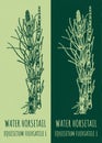 Vector drawings WATER HORSETAIL. Hand drawn illustration. Latin name EQUISETUM FLUVIATILE L