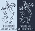 Vector drawings WHORTLEBERRY. Hand drawn illustration. Latin name VACCINIUM MYRTILLUS L Royalty Free Stock Photo