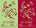 Vector drawings WILD STRAWBERRY. Hand drawn illustration. Latin name FRAGARIA VESCA L