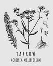 Vector drawings of Yarrow. Hand drawn illustration. Latin name ACHILLEA MILLEFOLIUM L