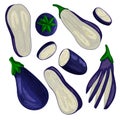 Vector drawn set eggplants in different positions